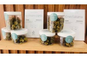 Flower Farm: CBD shop online líder en Europa que recomendamos